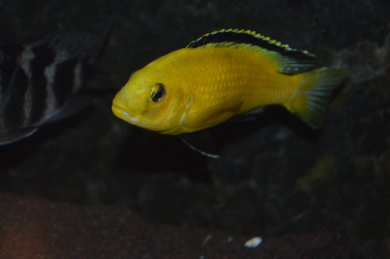 Labidochromis caeruleus 'Lion's Cove'